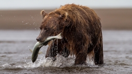 嘴里叼鱼在河中奔跑的棕熊