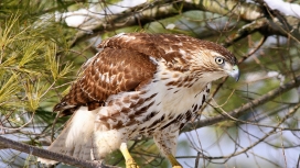 高清晰分叉树枝的老鹰