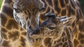 长颈鹿妈妈与宝宝