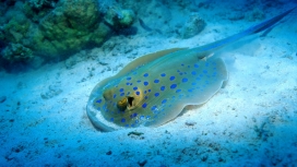 高清晰海底鳊鱼壁纸