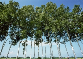 高清晰森林排树木壁纸