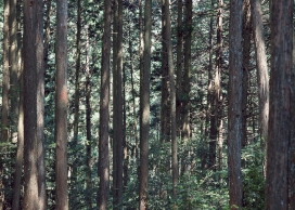 高清晰森林树木壁纸