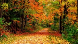 高清晰美丽的“油画”梦幻般秋天森林路