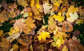 高清晰金黄色枫树落叶壁纸