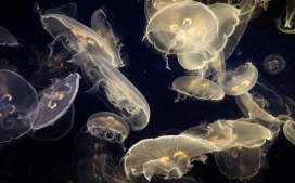 高清晰水族馆微距壁纸