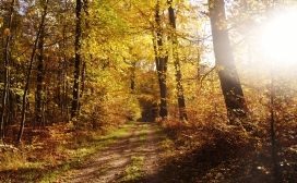 高清晰金黄色秋季森林路壁纸