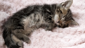 高清晰小灰猫宠物壁纸下载