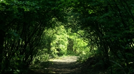 高清晰森林绿色通道壁纸