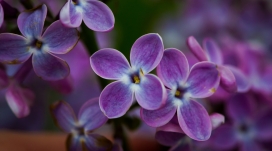高清晰紫色丁香花壁纸