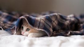躲在毯子中的小花猫