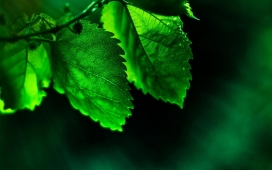 春天来了-高清晰清爽绿色嫩叶植物桌面壁纸下载