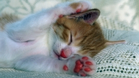 睡觉的小花猫宠物