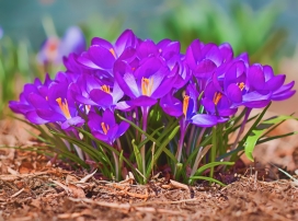 春天的蠕虫鸟瞰