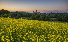 高清晰黄色油菜花壁纸