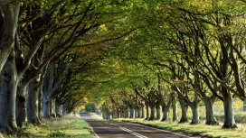 高清晰林荫大道公路自然美景壁纸下载