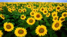 高清晰鲜美向日葵太阳花种植地壁纸