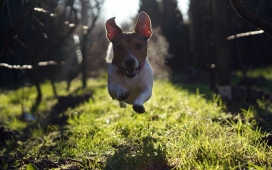 跳跃奔跑的可爱狗