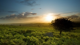 高清晰户外自然树的太阳