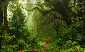 潮湿的热带绿色原始雨林