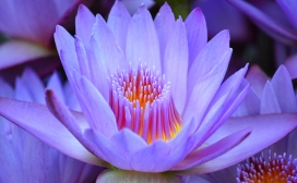 高清晰紫色莲花壁纸