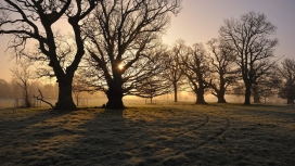 天空下的树雾太阳