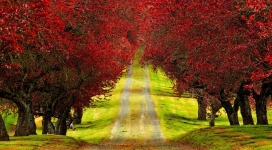 红色叶子的树路
