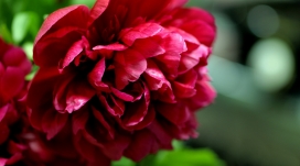 盛开的红火牡丹花