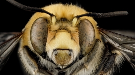 高清晰蜜蜂微距写真壁纸