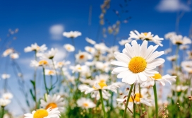 高清晰花木场甘菊花壁纸