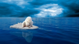 蓝色背景大海的北极熊