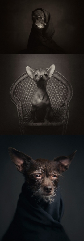 Human animal project-犬类动物艺术照片