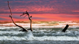 停落在海上树枝的鸟