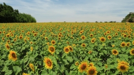 魅力的太阳花向日葵花场壁纸
