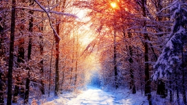 冬季森林的太阳