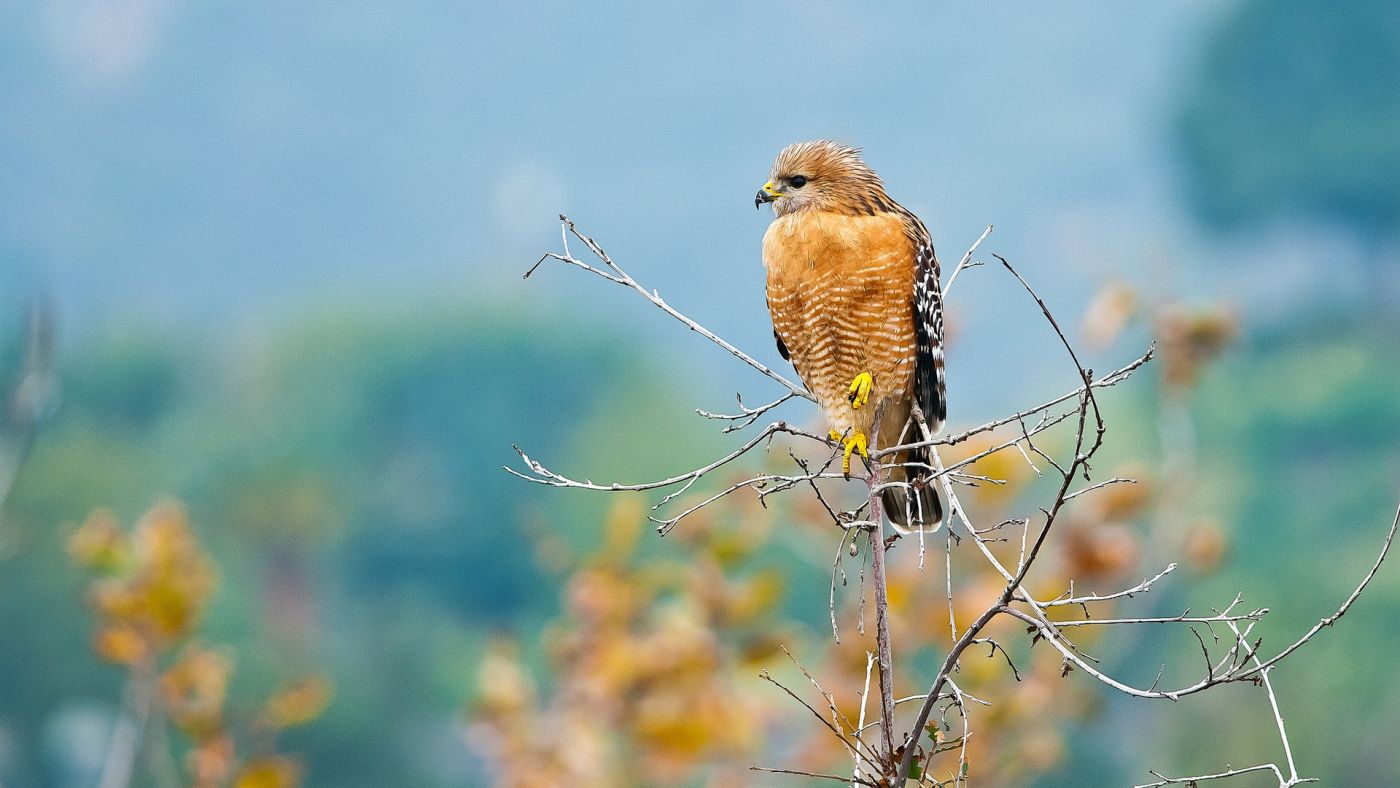 静等雄鹰电脑壁纸下载图片