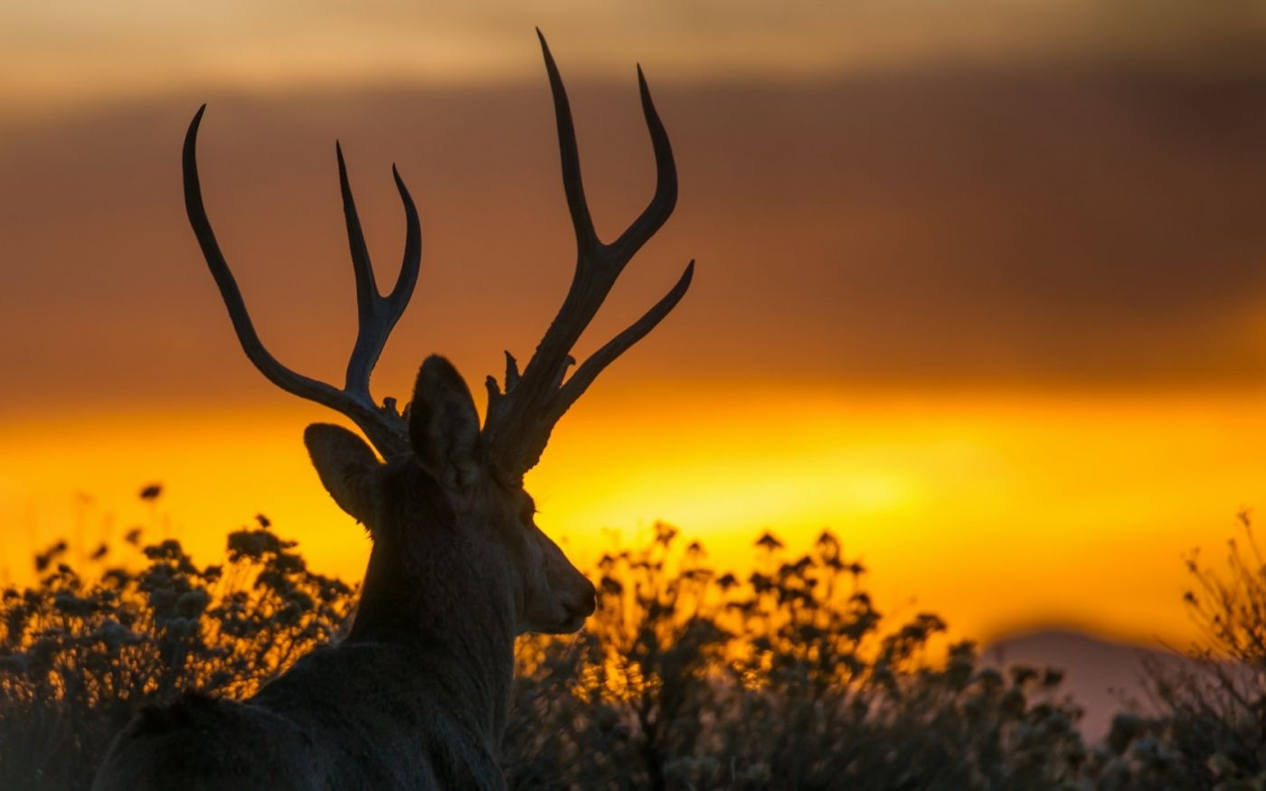 夕阳下的回头鹿高清图图片