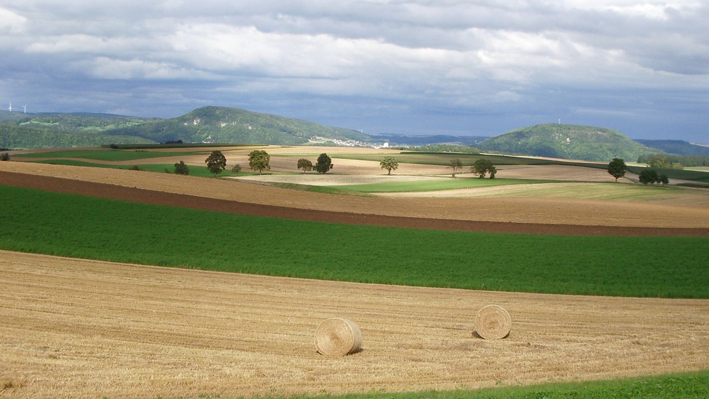 漂亮的绿色稻田草包壁纸图片