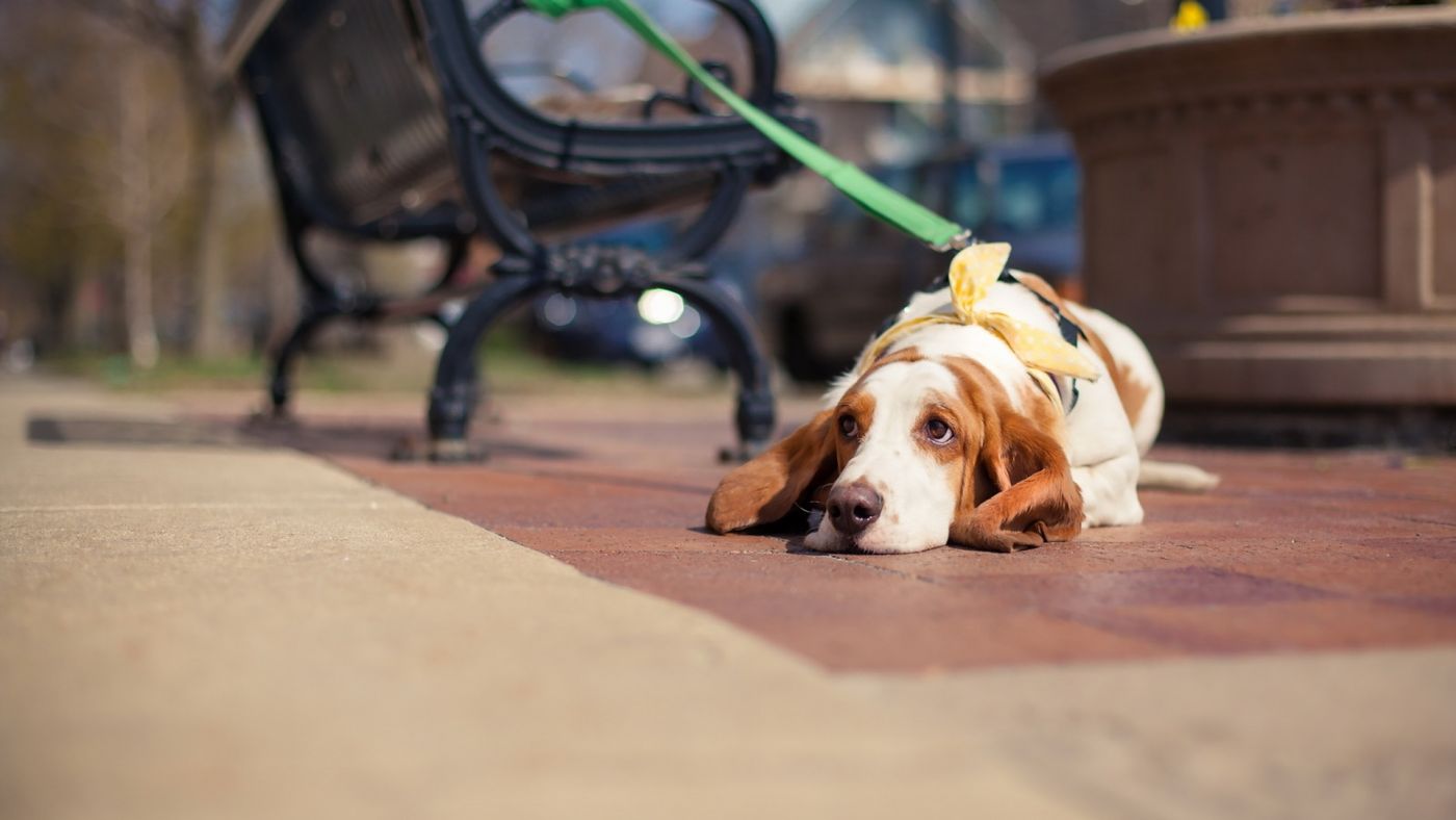 睡觉的白狗图片