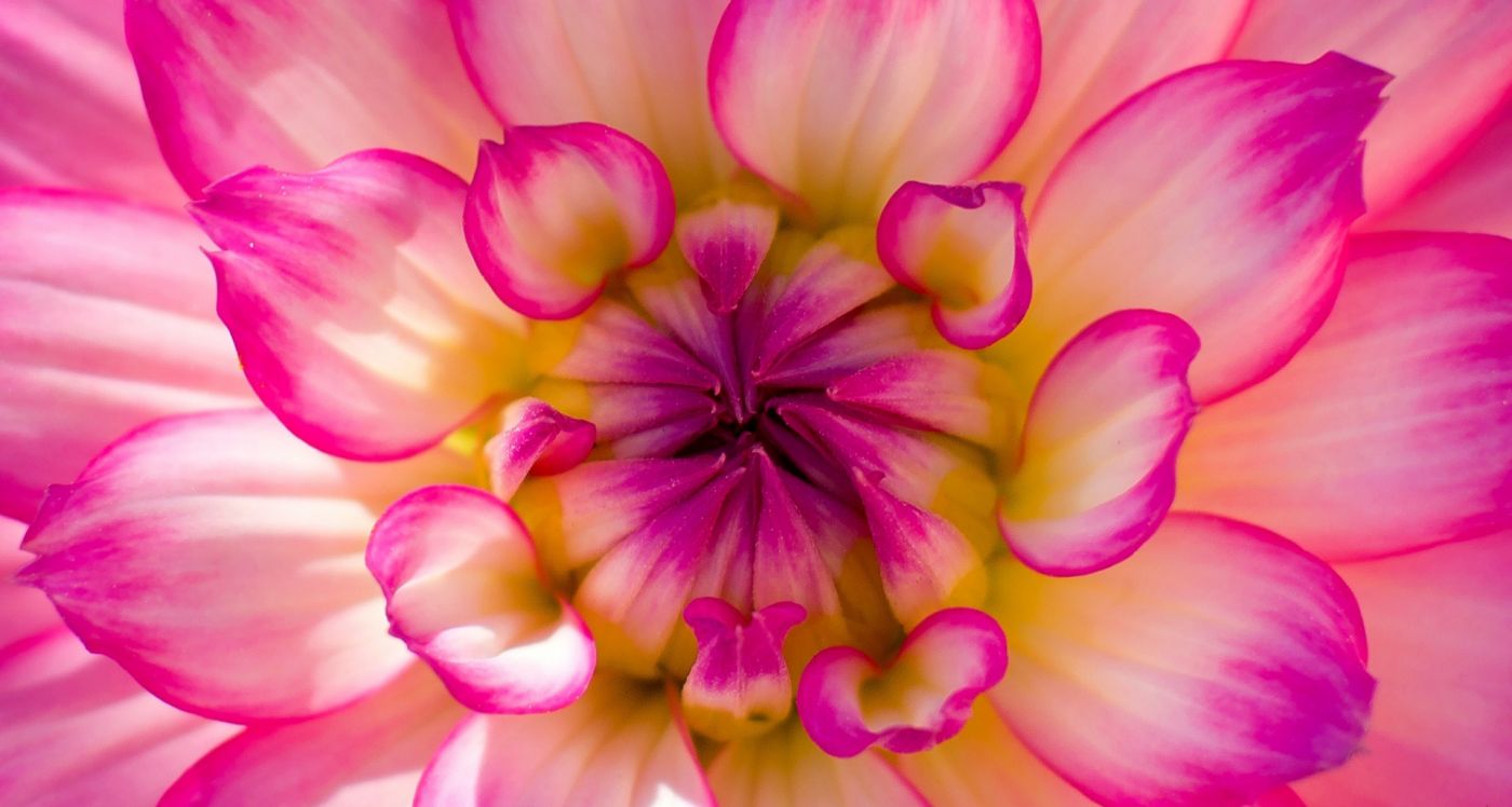 粉红色的美丽图片