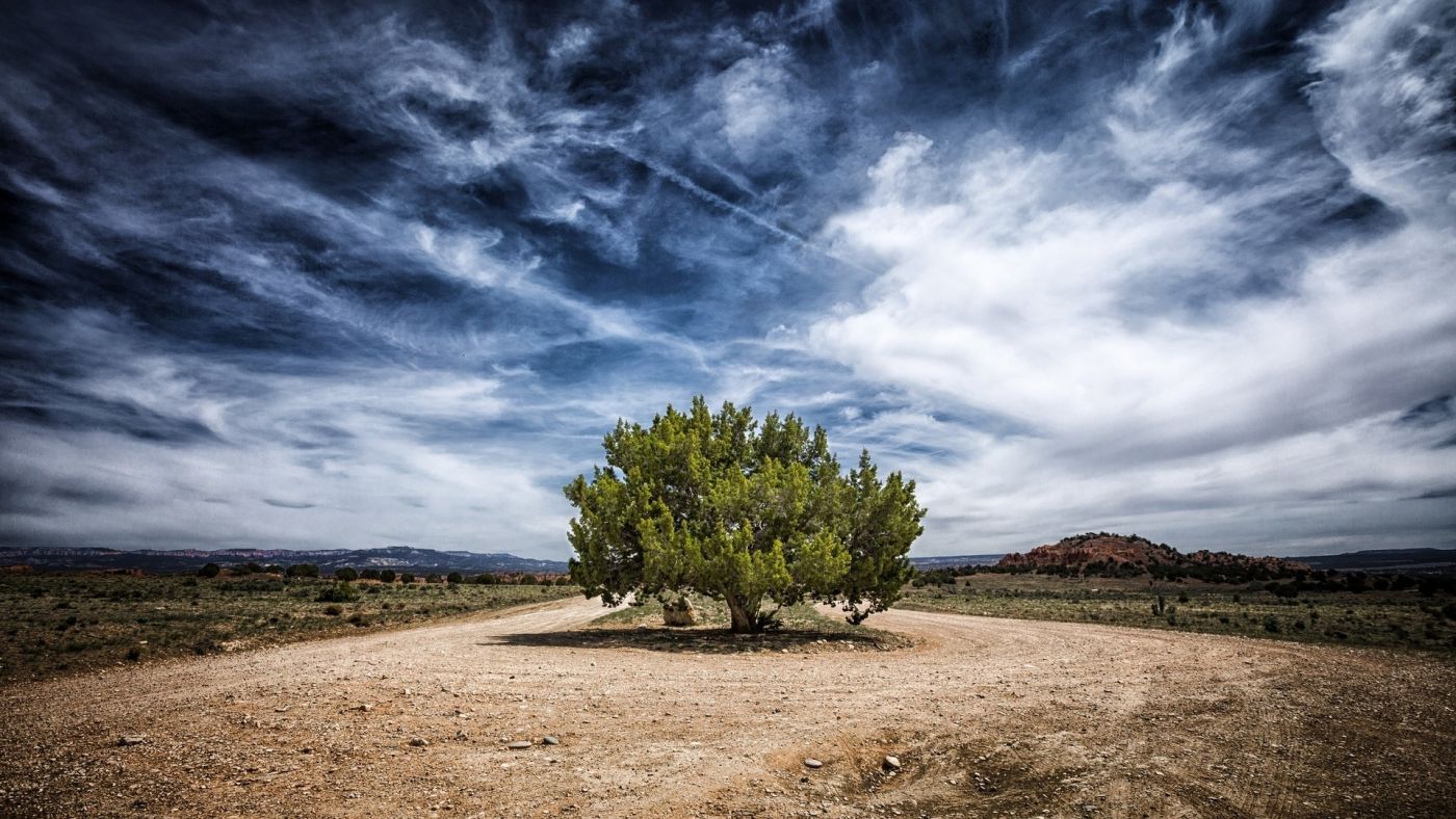蓝天乌云下的树图片
