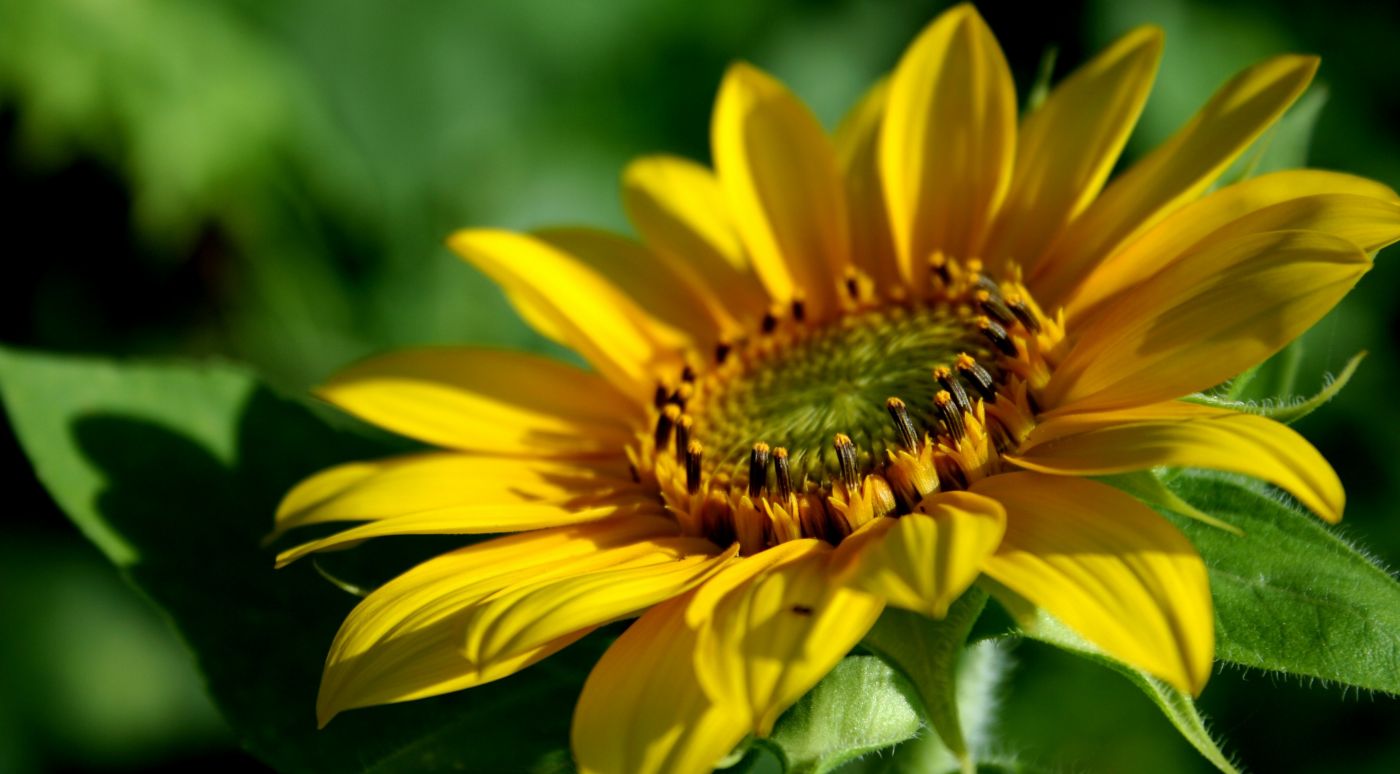 高清晰黄色向日葵花瓣微距写真壁纸图片