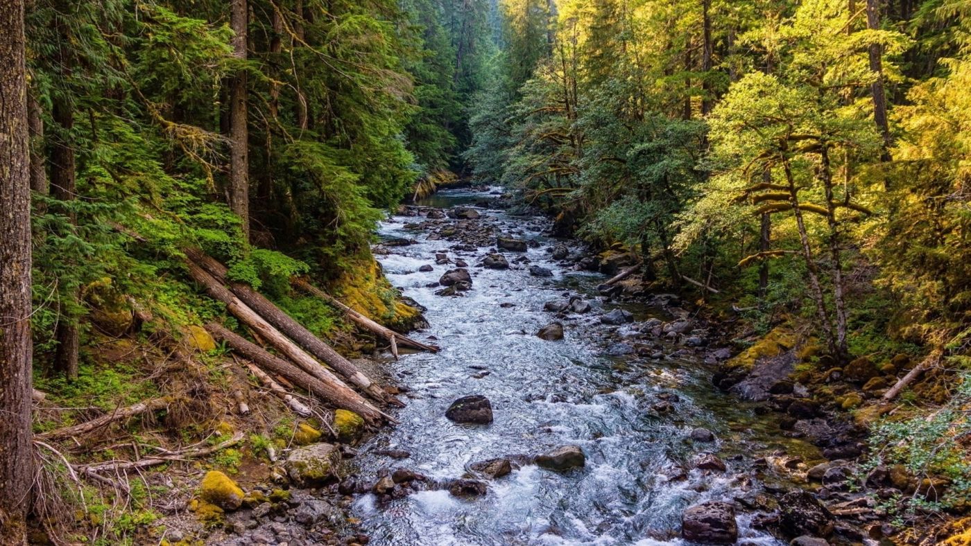 穿越森林的野河小溪图片