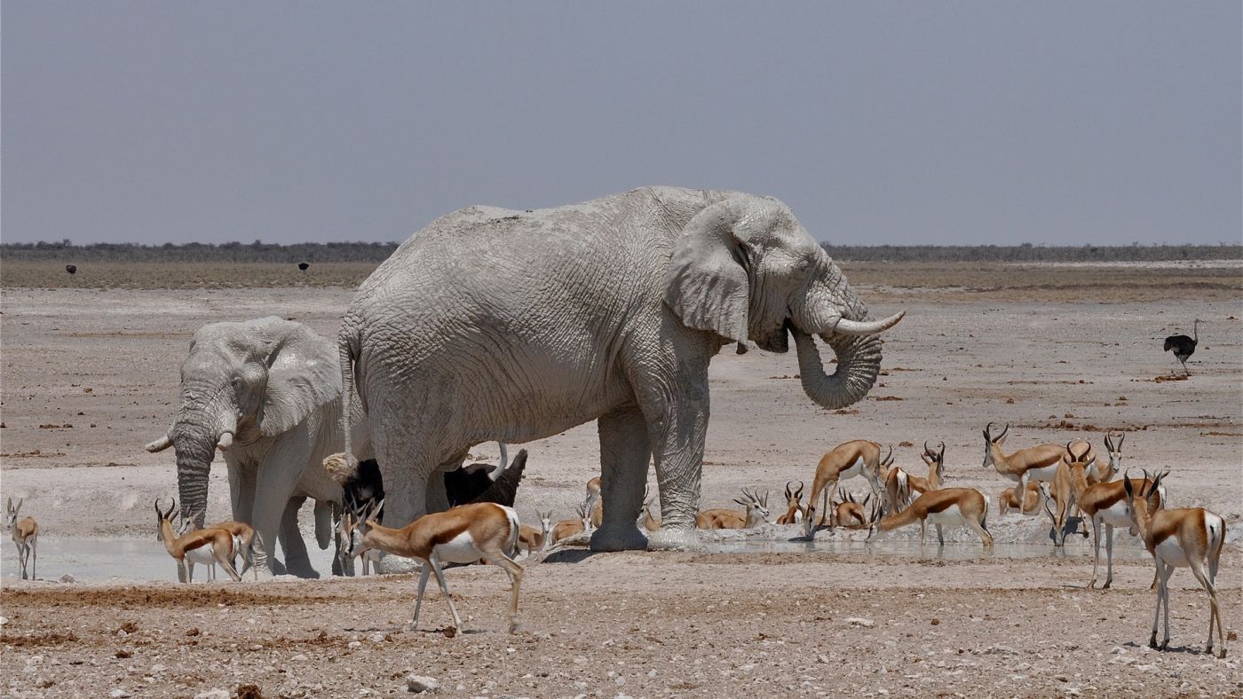 被小羚羊围住的大象母子壁纸图片