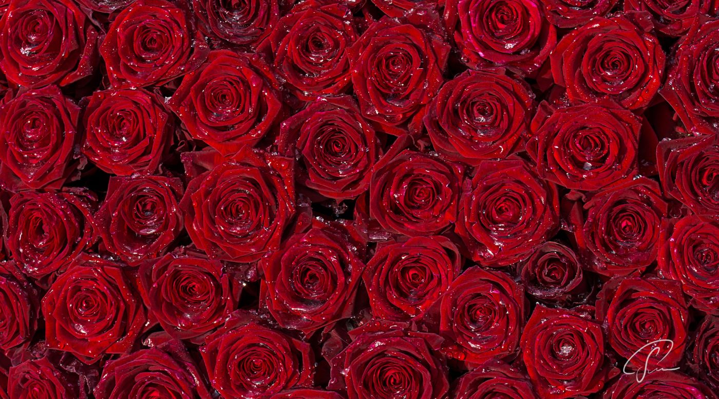 排列整齐的红色玫瑰花瓣壁纸图片