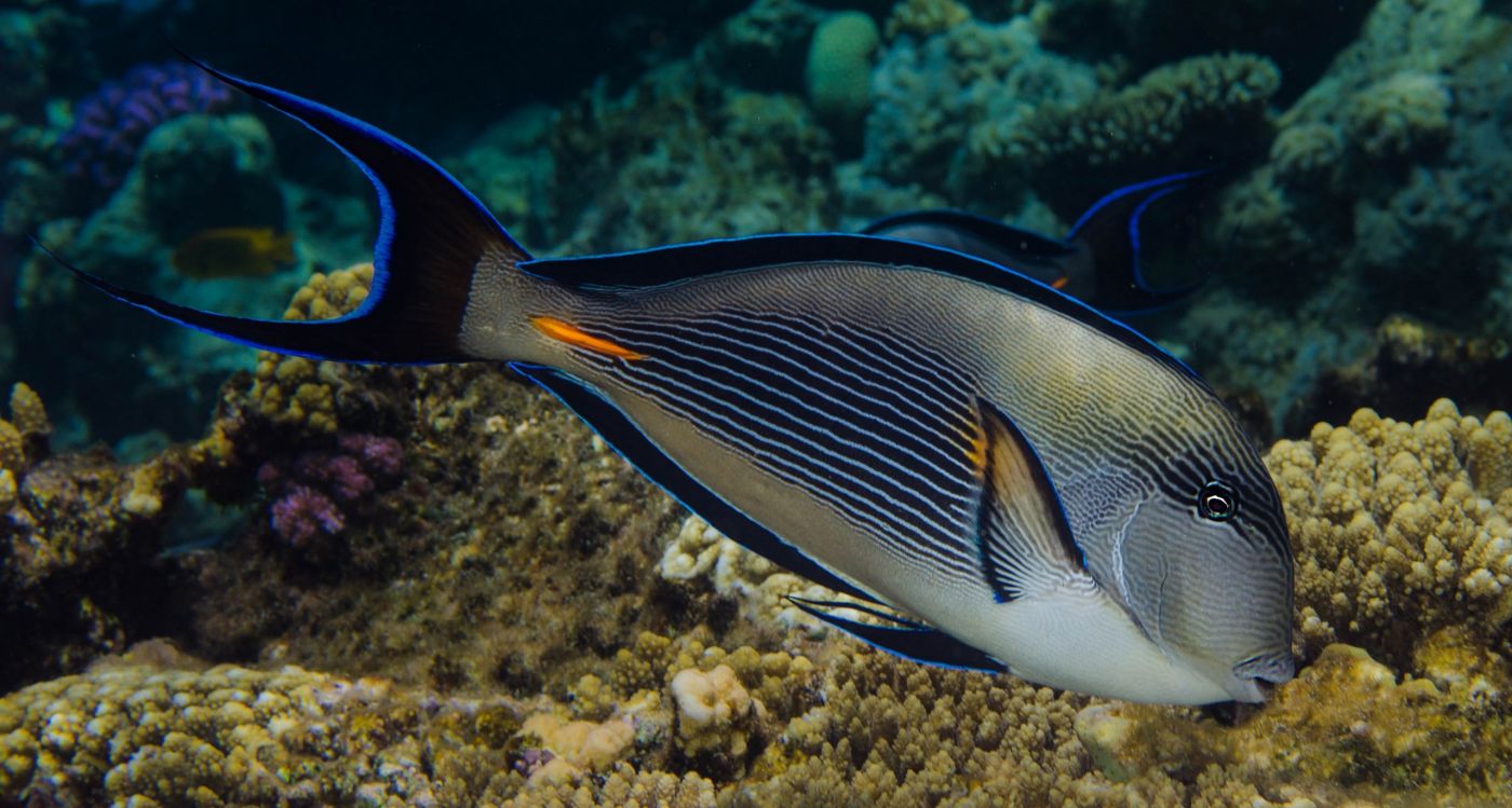 红色的海洋鱼类图片