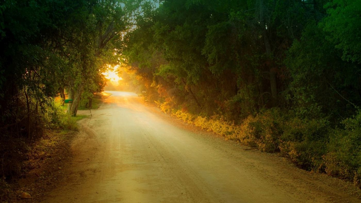 洒满阳光的森林路图片