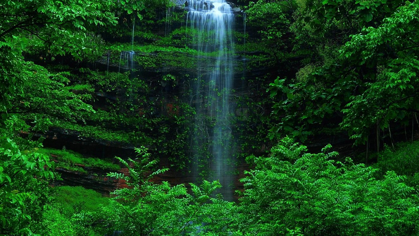 草绿色森林瀑布图片