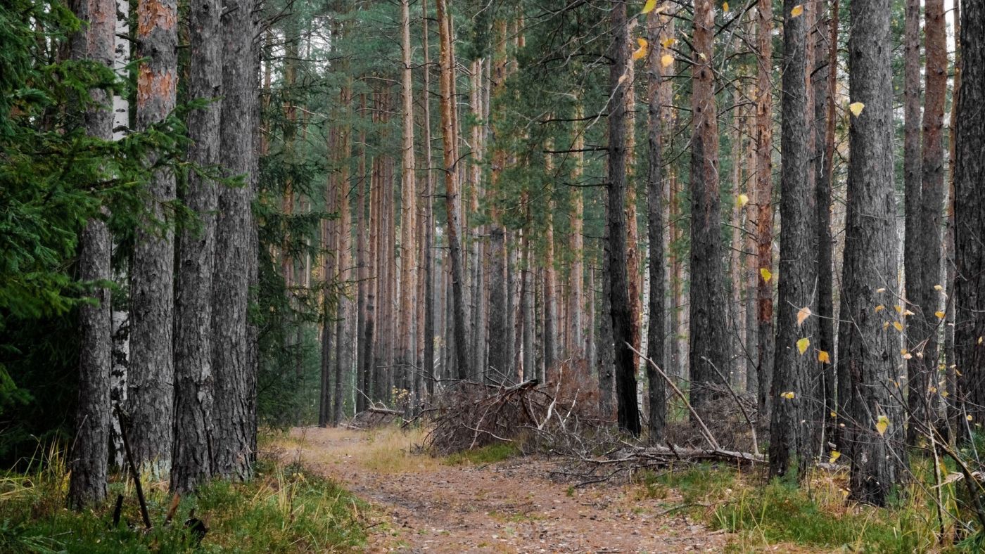 茂密的森林路径图片