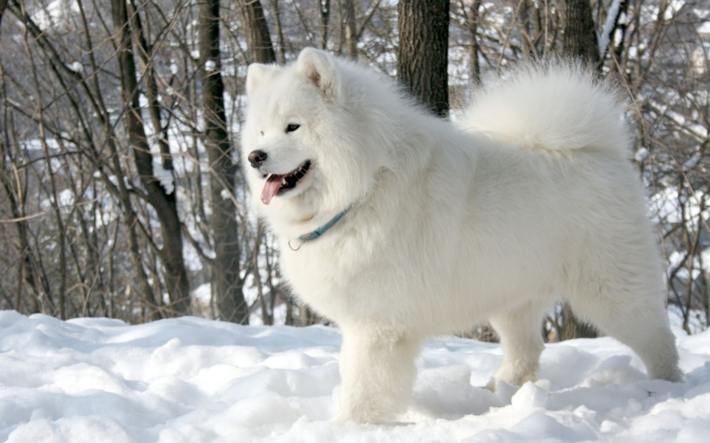 雪地奔跑的狗可爱壁纸图片-壁纸图片大全