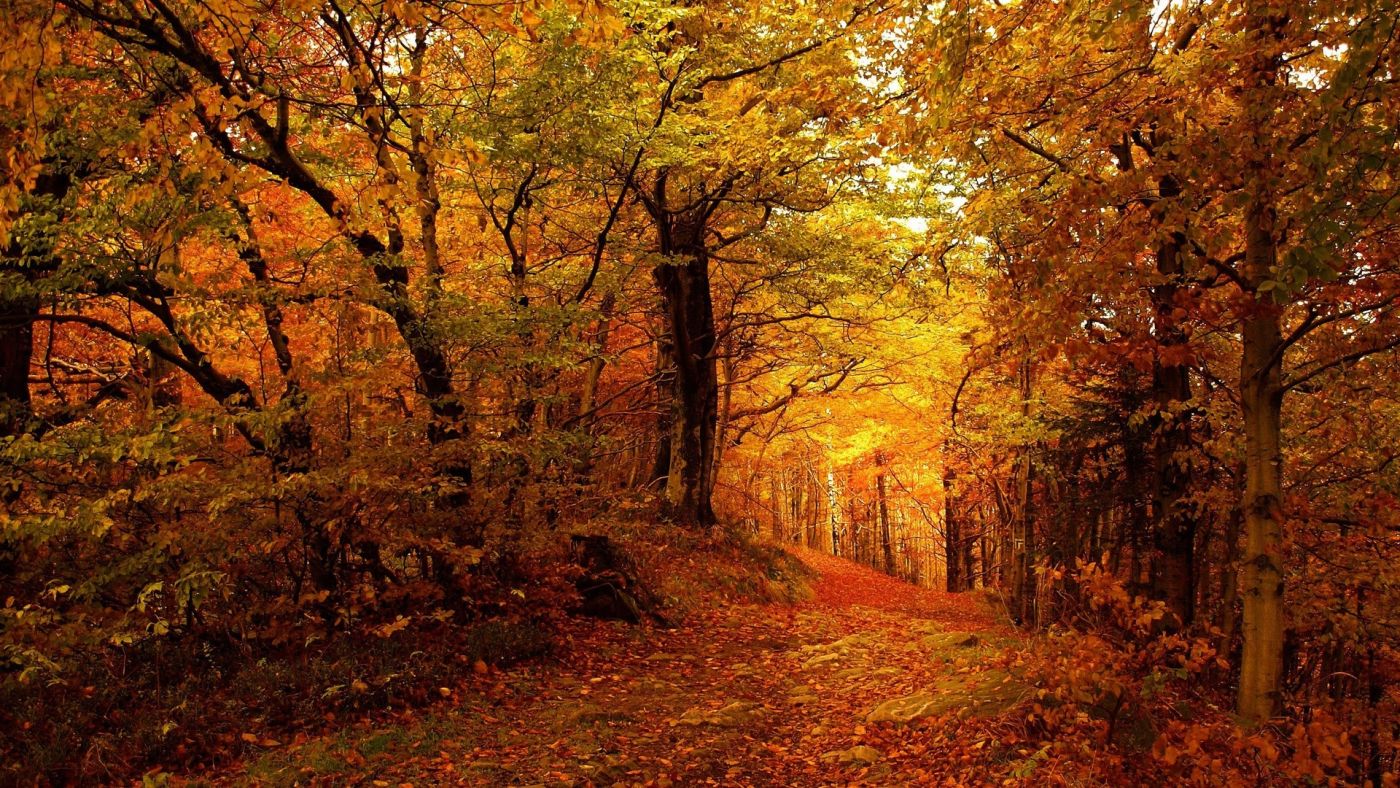 秋季森林路图片